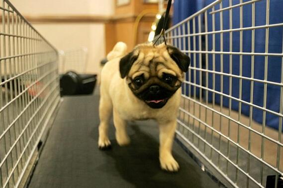 腾冲哪里买卖巴哥幼犬 腾冲本地出售巴哥小狗