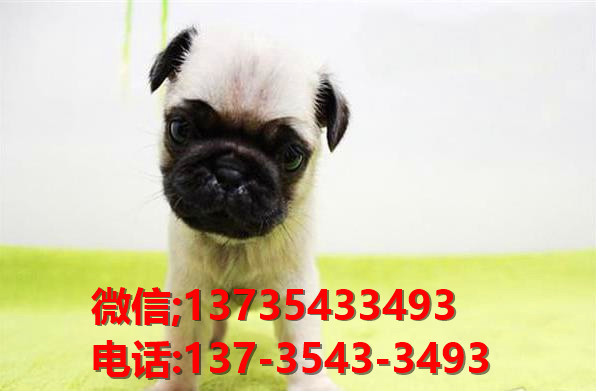 郑州狗场出售纯种巴哥犬领养哈巴狗狗市场在哪有卖宠物狗犬舍