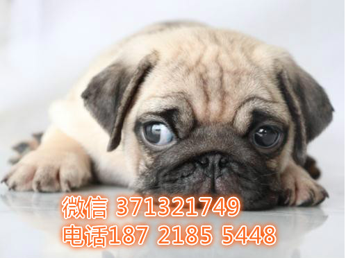 绍兴宠物巴哥犬出售纯种 绍兴犬舍在哪里