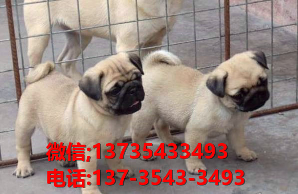 苏州宠物狗领养 纯种巴哥犬 狗市场在哪买狗卖