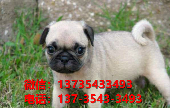 纯种巴哥犬憨厚哈巴狗长沙宠物狗市场在哪里卖