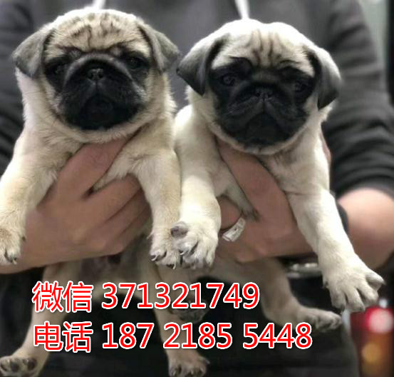 呼和浩特宠物 巴哥犬纯种幼犬出售 特价促销