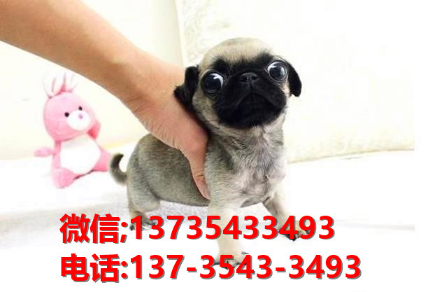 郑州狗场出售纯种巴哥犬领养哈巴狗狗市场在哪有卖宠物狗犬舍