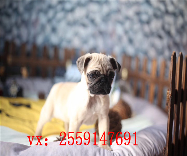 深圳鹰版八哥多少钱 深圳八哥犬舍 深圳纯种八