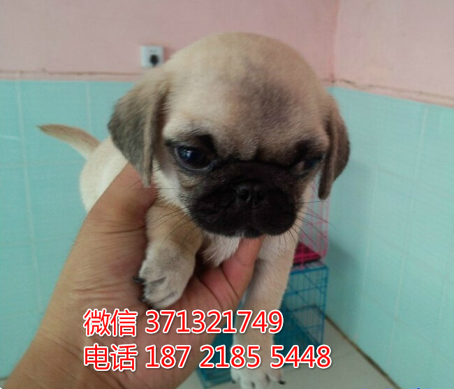 长沙宠物 巴哥犬出售纯种幼犬 长沙狗场在哪里