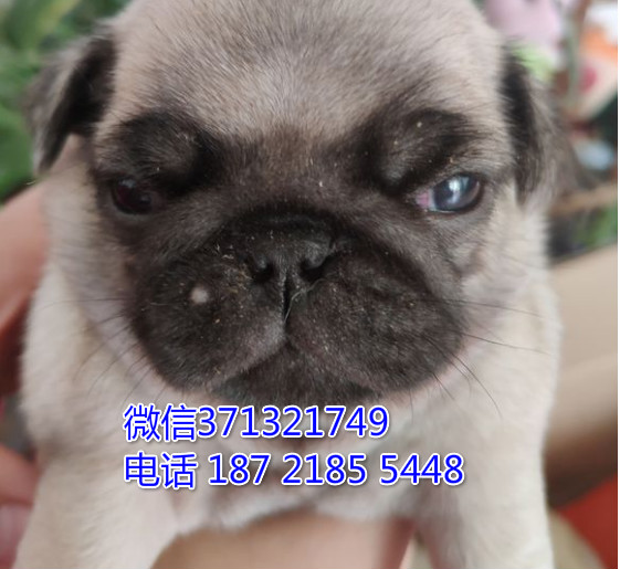 苏州狗狗 巴哥犬出售纯种幼犬 苏州犬舍全国发货