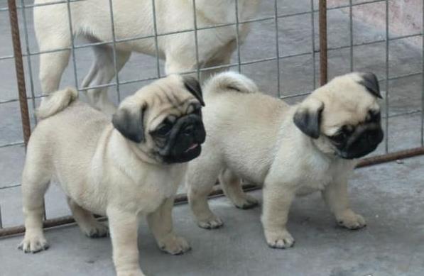 长沙狗场出售纯种巴哥犬领养哈巴狗狗市场在哪
