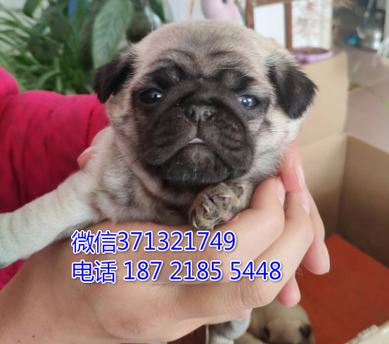 西安 全国发货 巴哥犬纯种幼犬 西安犬舍促销