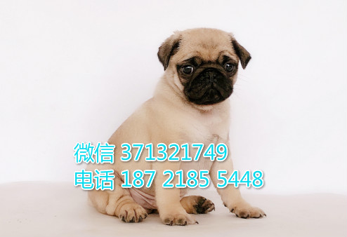 苏州宠物 八哥犬出售纯种幼犬 苏州犬舍子哪里