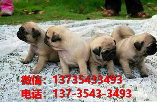 纯种巴哥犬憨厚哈巴狗深圳宠物狗市场在哪里卖