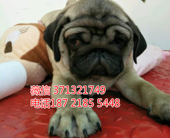 南京特惠 巴哥犬出售纯种幼犬 南京犬舍南京狗场