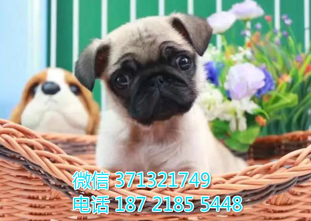 杭州宠物 巴哥犬纯种幼犬出售 杭州狗场在哪里