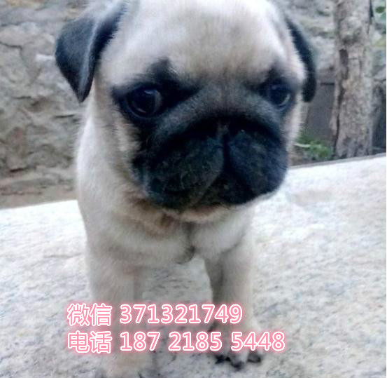 合肥宠物 巴哥犬出售纯种幼犬 合肥犬舍在哪里