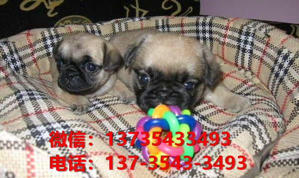 纯种巴哥犬憨厚哈巴狗杭州宠物狗市场在哪里卖