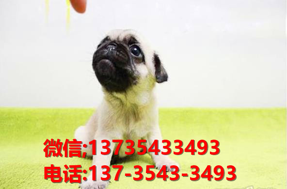 郑州狗场出售纯种巴哥犬领养哈巴狗狗市场在哪有卖宠物狗犬舍