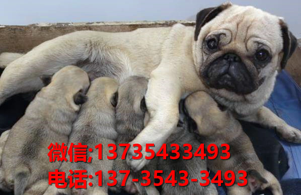 南京狗场出售纯种巴哥犬领养哈巴狗狗市场在哪