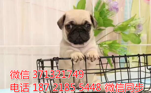 长沙宠物犬舍 巴哥犬出售 长沙大型繁殖基地