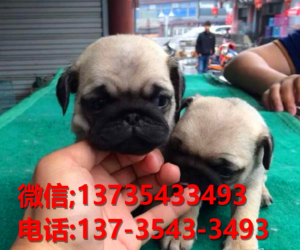 郑州宠物狗犬舍出售纯种巴哥犬哈巴狗宠物狗市场在哪里卖狗买狗领养宠物