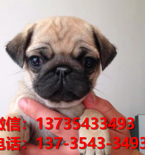 正宗巴哥犬幼犬出售 湖南长沙宠物狗市场犬舍