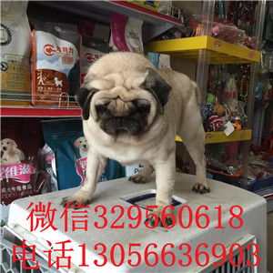  南宁哪里卖巴哥南宁巴哥多少钱 鹰版巴哥老版