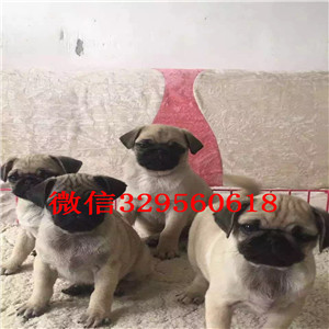  郑州哪里卖巴哥便宜 郑州哪里卖巴哥 郑州巴