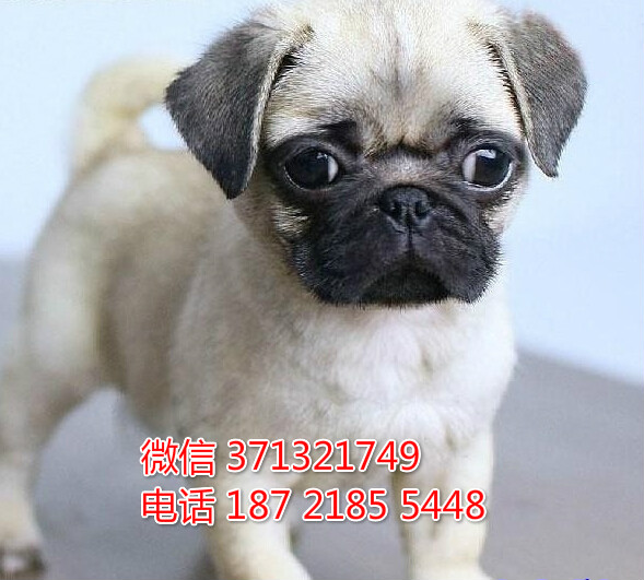 广州宠物狗狗 巴哥犬出售幼犬 全国可以发货鸥