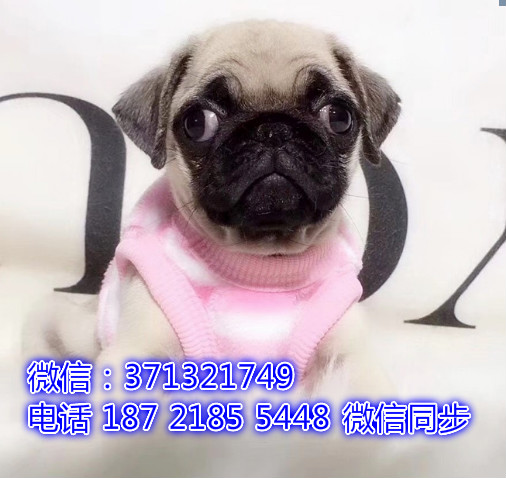 特价 巴哥犬出售纯种幼犬 专业繁殖专业发货 可上门看倩