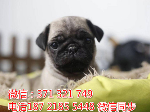 全国特惠巴哥犬纯种幼犬 支持上门 支持空运汽运 包健康傲