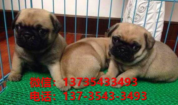 纯种巴哥犬出售 南京宠物狗狗犬舍在哪卖狗 狗