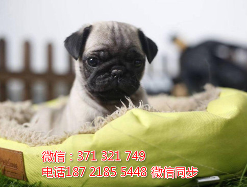 全国特惠巴哥犬纯种幼犬 支持上门 支持空运汽运 包健康曝