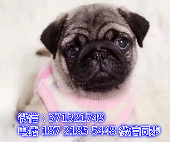 特价 巴哥犬出售纯种幼犬 专业繁殖专业发货 可上门看偾