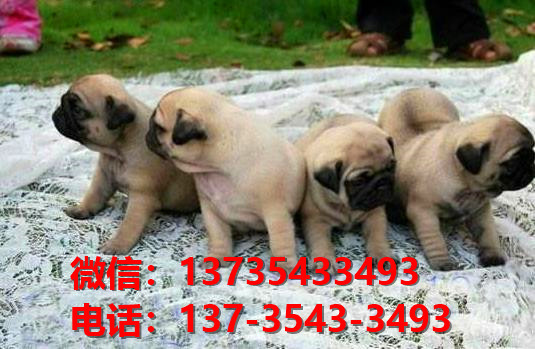 纯种巴哥犬出售 大连宠物狗狗犬舍在哪卖狗 狗