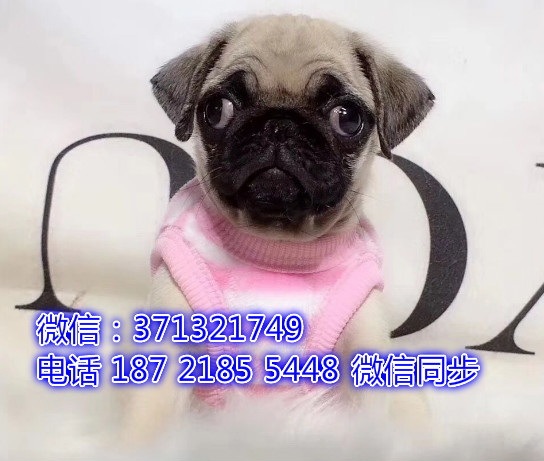 特价 巴哥犬出售纯种幼犬 专业繁殖专业发货 可上门看脱