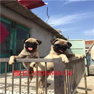  吉林哪里卖巴哥犬多少钱巴哥犬价格巴哥犬图片