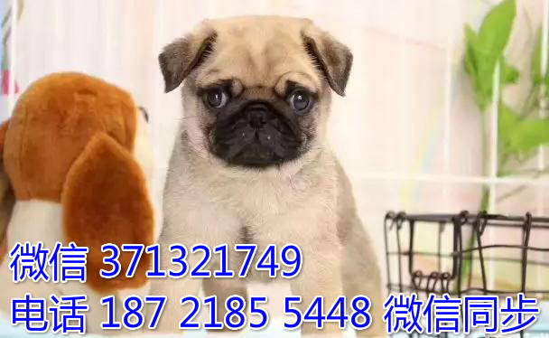 杭州宠物狗狗巴哥出售幼犬 全国可以发货 犬舍