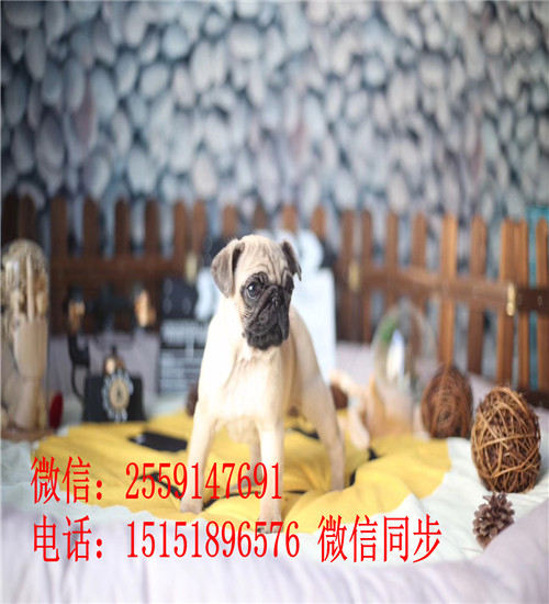 九江巴哥价格是多少钱 九江哪里卖纯种巴哥 九