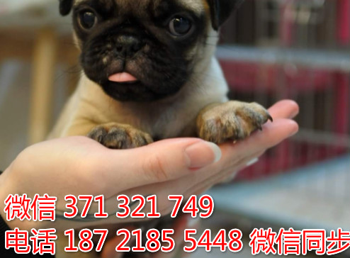 狗场批发零售泰迪犬博美犬比熊犬巴哥柯基犬宠物狗狗叫