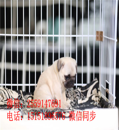 广州巴哥价格是多少钱 广州哪里卖纯种巴哥 广州巴哥出售 广州巴哥犬舍