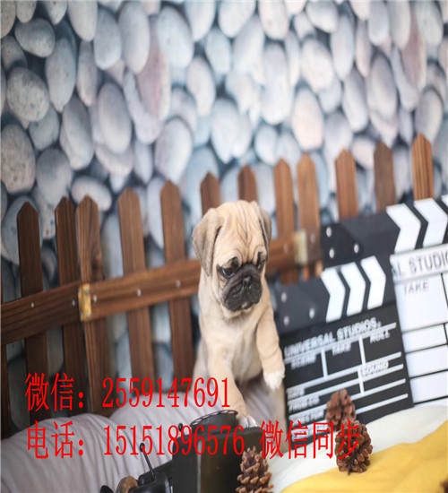 广州巴哥价格是多少钱 广州哪里卖纯种巴哥 广州巴哥出售 广州巴哥犬舍