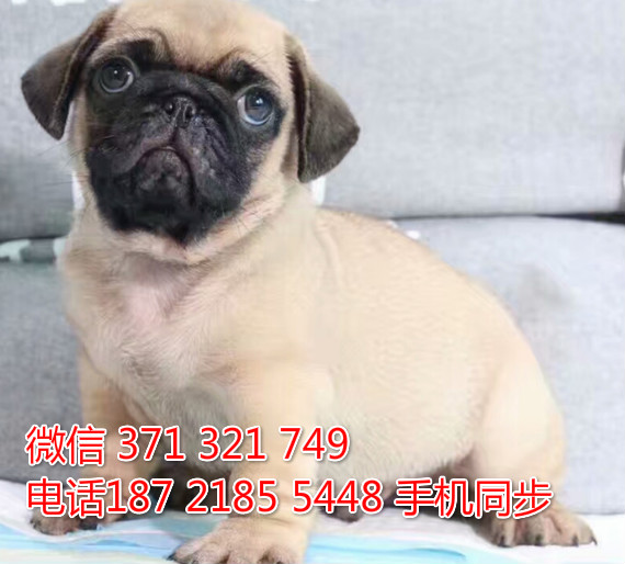 巴哥犬出售 宠物狗狗  宠物市场 狗狗图片 买