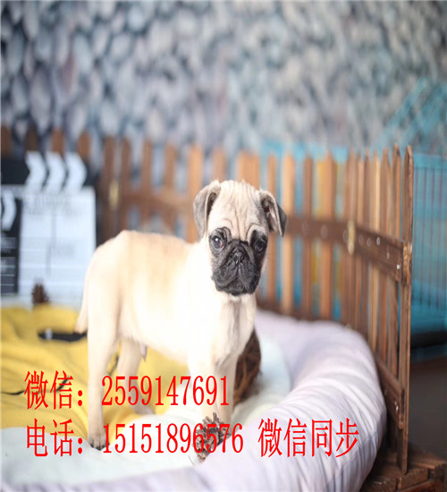 苏州鹰版八哥出售 苏州八哥犬舍 苏州纯种巴哥