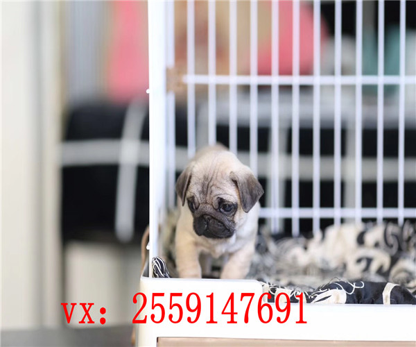 珠海哪里卖巴哥犬 珠海巴哥怎么卖的 珠海巴哥