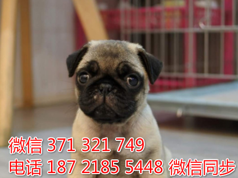 狗场批发零售泰迪犬博美犬比熊犬巴哥柯基犬宠物狗狗衬