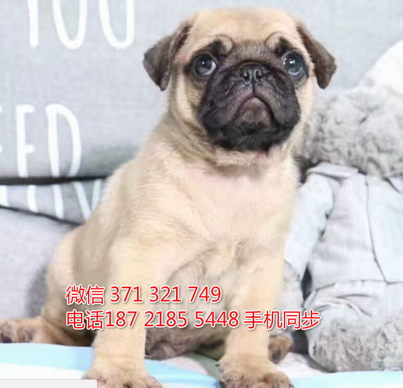 巴哥犬出售 宠物狗狗  宠物市场 狗狗图片 买卖狗狗趁