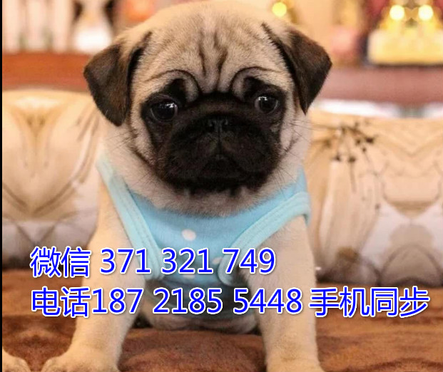 宠物市场 哪里有宠物巴哥，精品小型中型大型犬狗狗瘴