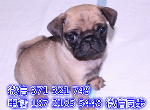 巴哥犬宠物买卖 宠物市场 宠物狗狗图片宠物网