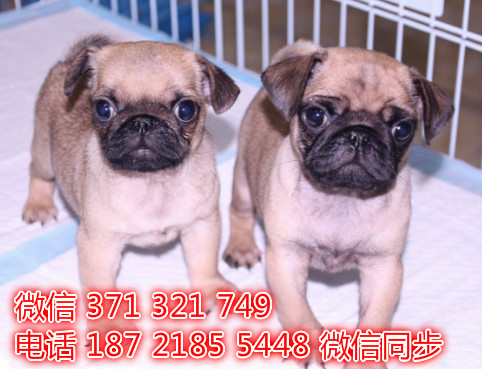 巴哥犬宠物买卖 宠物市场 宠物狗狗图片宠物网 犬舍揖