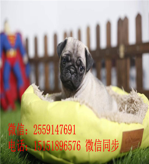 南宁巴哥价格是多少钱 南宁哪里卖纯种巴哥 南