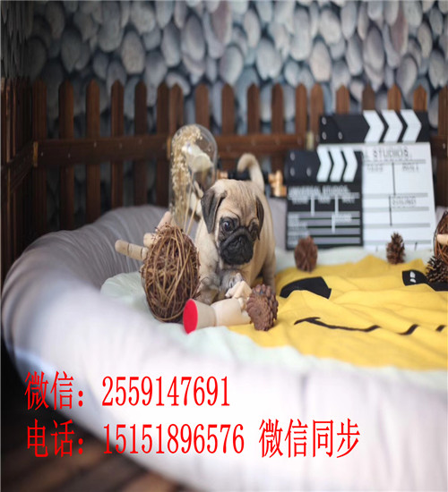 广州巴哥价格是多少钱 广州哪里卖纯种巴哥 广