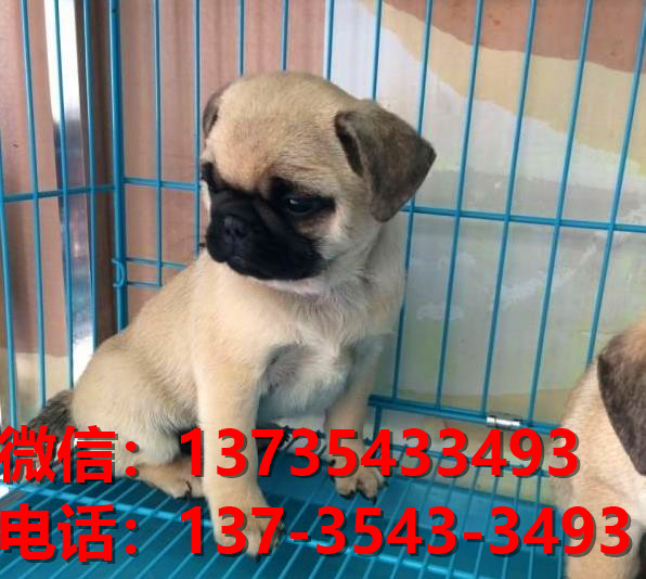 湖南长沙狗场出售纯种巴哥犬幼犬短毛哈巴狗幼犬卖狗买狗地方